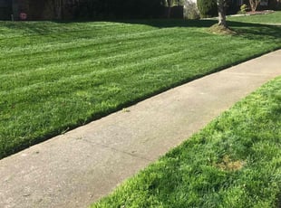 Jill L.'s grass cutting service result