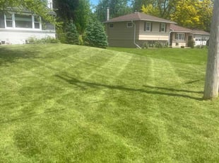 Letitia R.'s lawn maintenance service result
