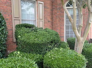 Jennifer L.'s Bush Trimming service result