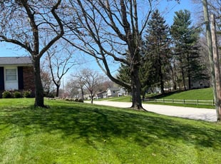 Susan K.'s grass cutting service result