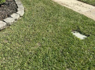 Farah Z.'s grass cutting service result