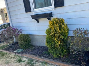 Bola D.'s Bush Trimming service result