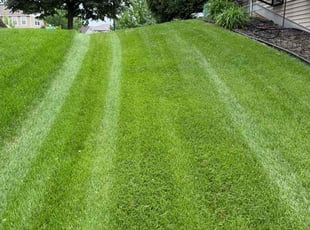Wendy S.'s yard service service result