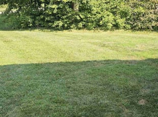 Tanya S.'s grass maintenance service result