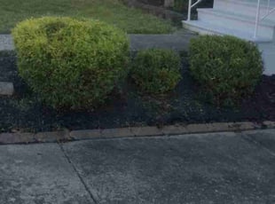 Nyree P.'s Bush Trimming service result
