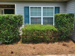 Todd S.'s Bush Trimming service result
