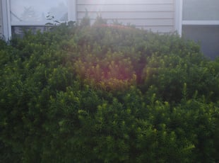 Sharon A.'s Bush Trimming service result