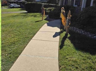 Tina C.'s Leaf Removal service result