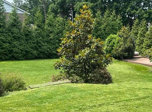 Cathy H.'s lawn care services service result