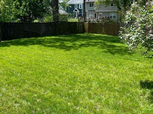 Maria S.'s turf care service result