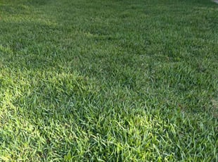 Crystal E.'s grass cutting service result