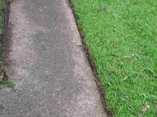 Maria H.'s Long Grass Cleanup service result