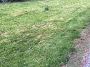 Teisha C.'s lawn care services service result