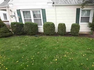 China D.'s Bush Trimming service result