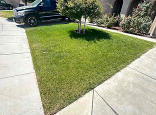 Lynnette M.'s grass maintenance service result