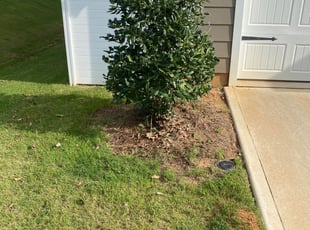 Gena A.'s Bush Trimming service result