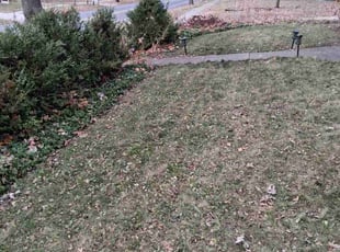Lindsay S.'s Leaf Removal service result
