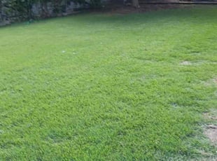 Brian M.'s lawn care services service result