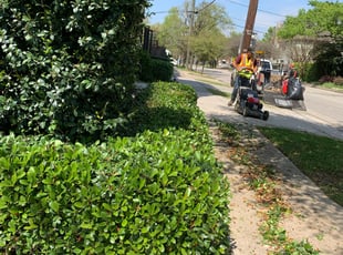 Sarah J.'s Bush Trimming service result