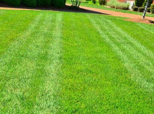 Dexter E.'s lawn service service result