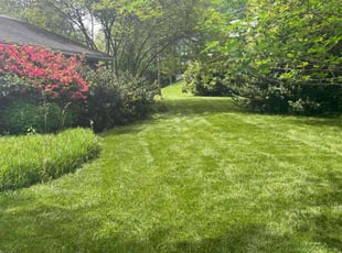 adrianne d.'s turf care service result