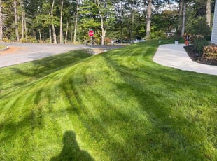 Chris B.'s grass maintenance service result