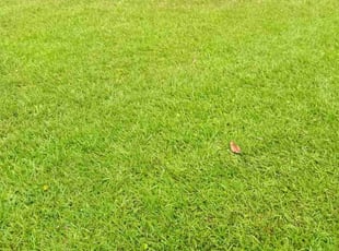 LeRon N.'s turf maintenance service result