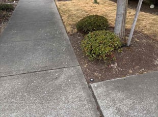 Ame D.'s Bush Trimming service result