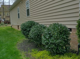 Peter D.'s Bush Trimming service result