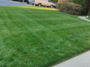 Reina G.'s turf maintenance service result