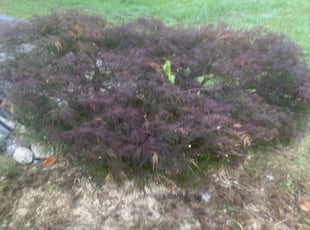 Derrick F.'s Bush Trimming service result