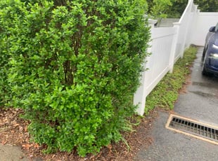 Nini P.'s lawn care service result