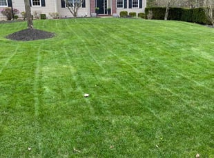Ali A.'s lawn care services service result