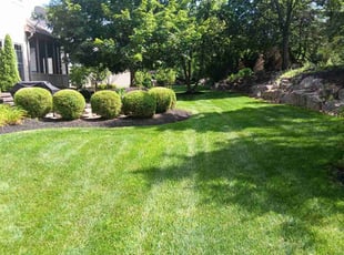 Dominic N.'s grass maintenance service result