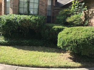 Amanda U.'s Bush Trimming service result