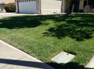 Seren O.'s grass cutting service result