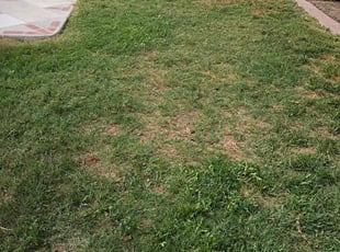 Joe S.'s turf maintenance service result