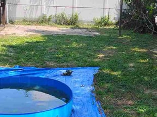 Kamara W.'s lawn care services service result