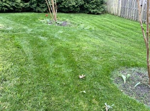 Kimberly S.'s turf care service result