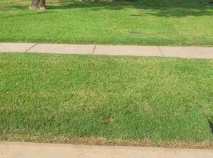 Yolanda T.'s lawn care service result