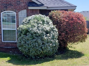 Delores G.'s Bush Trimming service result
