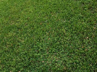 Megan H.'s grass maintenance service result