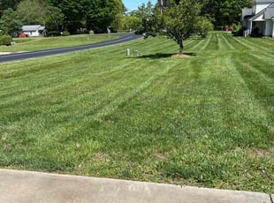 Anthony m.'s lawn care service result