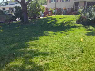 Denise A.'s lawn service service result
