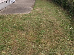 David R.'s Bush Trimming service result