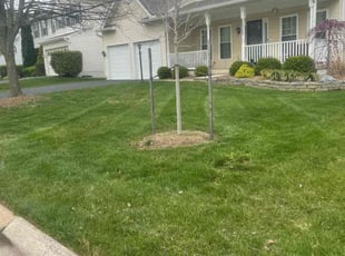 Tim C.'s lawn care service result