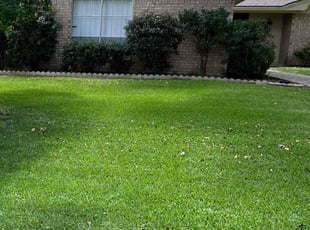 Tom H.'s grass maintenance service result