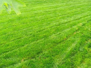 Eric L.'s lawn care services service result