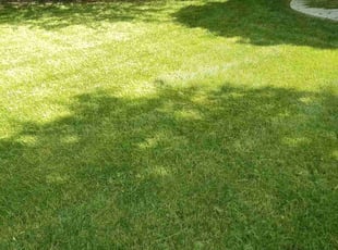 Aurora T.'s grass cutting service result