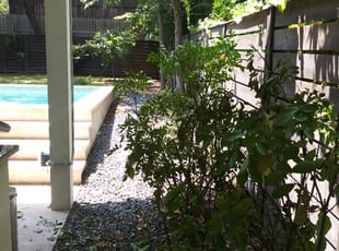 Jeffrey H.'s Bush Trimming service result